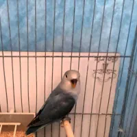 کوتوله برزیلی