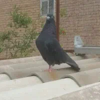 کفتر گرفتنی