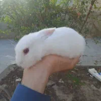 خرگوش