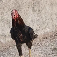 فروش تخممرغ لاری|حیوانات مزرعه|باغ ملک, |دیوار