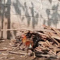 خروس|حیوانات مزرعه|رشت, پیرکلاچای|دیوار