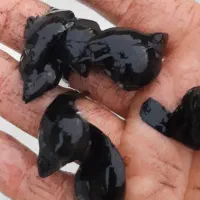 ماهی کاشان عمده