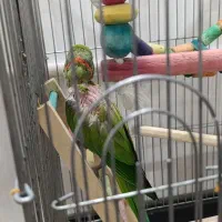 ملنگو نر سخنگو