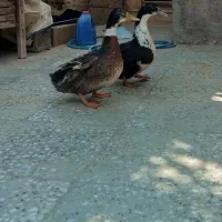 دو عدد اردک نر و ماده