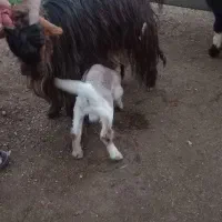 بز و بیگ|حیوانات مزرعه|مسجد سلیمان, |دیوار