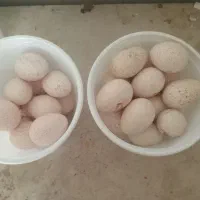 تخم بوقلمون نطفه دار