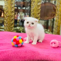 بچه گربه|گربه|تبریز, |دیوار