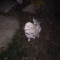 یک سگ پامرین روباهی|سگ|مشگین شهر, |دیوار