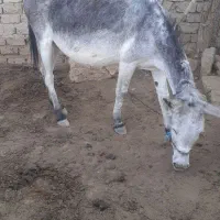 ۱۳۰۰۰۰۰۰|حیوانات مزرعه|شیراز, اکبر آباد|دیوار