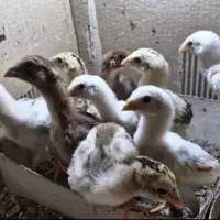 جوجه لاری نژاد اصل ۴۰ روزه