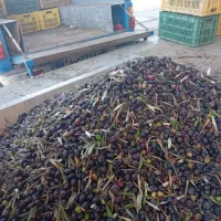 فروش زیتون و روغن زیتون بصورت کلی و جزعی|خوردنی و آشامیدنی|رودبار, |دیوار