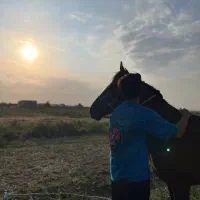 اسب|اسب و تجهیزات اسب‌سواری|سراب, |دیوار