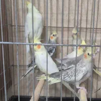 عروس هلندی های ماده|پرنده|قم, شاه سید علی|دیوار