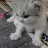 بریتیش سیلورماده