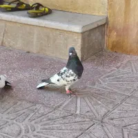 کبوترکله|پرنده|شیراز, فاضل|دیوار