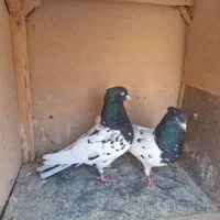 جفت کله سیاه و دو جوانه کاکلی