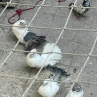 کبوتر دم چتری وتهرانی|پرنده|تهران, فلسطین (میدان انقلاب)|دیوار