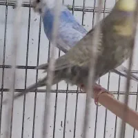 مرغ عشق|پرنده|گراش, |دیوار