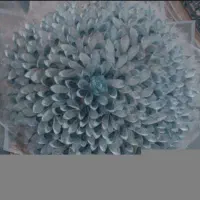 گل اسکناسی|گل مصنوعی|زاهدان, |دیوار