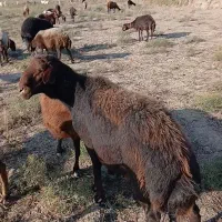 قوچ همو صادراتی اصل لخت|حیوانات مزرعه|انبارآلوم, |دیوار