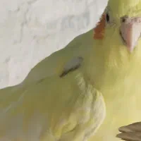 عروس|پرنده|میناب, |دیوار