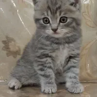 اسکاتیش