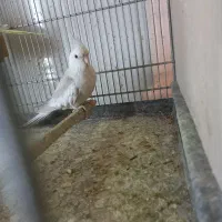 عروس هلندی البینو