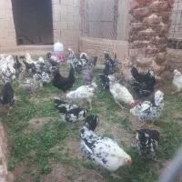مرغ گلین ریشو چهل تخمگذار توضیحات خوب بخونید