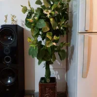 گل گلدان
