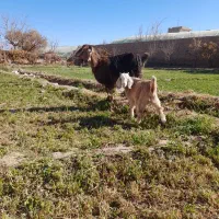 بز با بزغاله نر جیره خور|حیوانات مزرعه|نیشابور, چمبران|دیوار