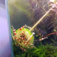 شریمپ (میگو) پی ار ال