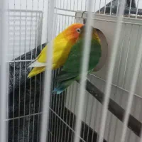 جفت کوتوله|پرنده|مشهد, هدایت|دیوار