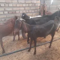 تعدادی بز پاکستانی