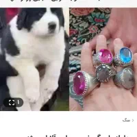 معامل چیز باارزش باتوله سگ سرابی پژدر توله