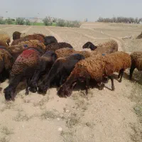 میش گاوگوسفند