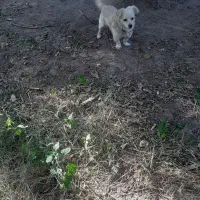 سگ اشپیتز پامر نر. ۲۵۰۰ ق|سگ|نرماشیر, |دیوار