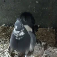 کبوتر دمچتری و تزیینی|پرنده|بابل, |دیوار