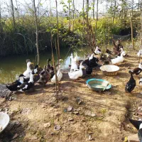 فروش تعدادی از اردک های گوشتی|حیوانات مزرعه|لنگرود, |دیوار