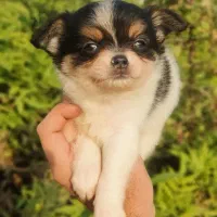 شیواوا موبلند