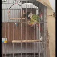 ۲جفت گرینچیک مولد