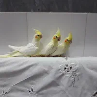 عروس هلندی لوتینو|پرنده|بناب, |دیوار