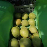 گلابی مشو  درجه یک  صاف خوشگل