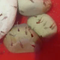 ماهی یک ماهه