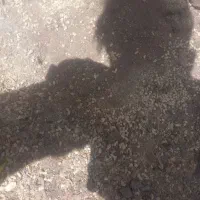 دان مرغ گوشتی