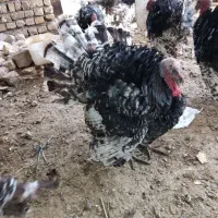 بوقلمون نر و ماده قیمت مناسب|حیوانات مزرعه|بوئین زهرا, |دیوار