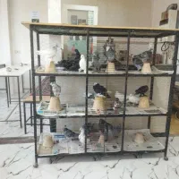 کبوتر فروشی