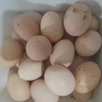 تخم مرغ محلی