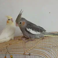 عروس هلندی