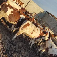 بزرگترین مرکز فروش گوساله