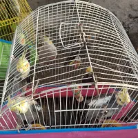 فروش عروس هلندی